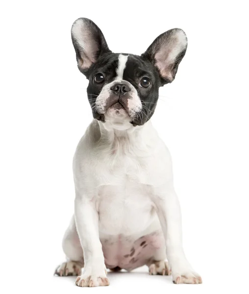 Bulldog francês sentado na frente de um fundo branco — Fotografia de Stock