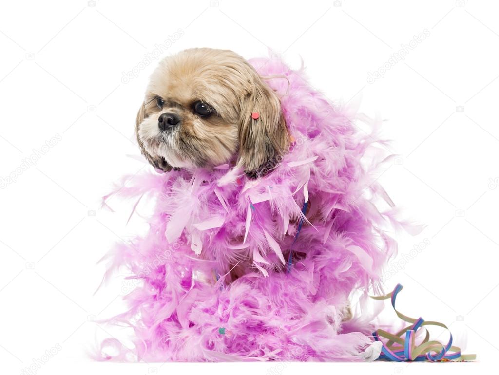 Shih Tzu partying, isolated on white