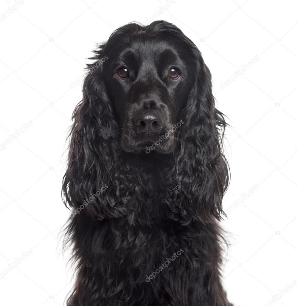 Close up of an English Cocker Spaniel isolated on white