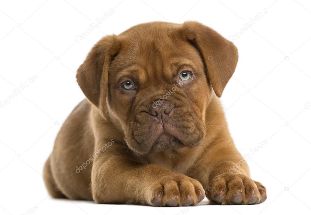 Dogue de Bordeaux puppy lying in front of a white background