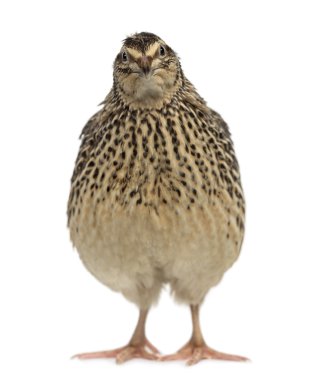 Japanese Wild Quail isolated on white clipart