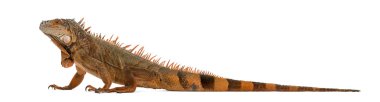 Beyaz izole Iguana