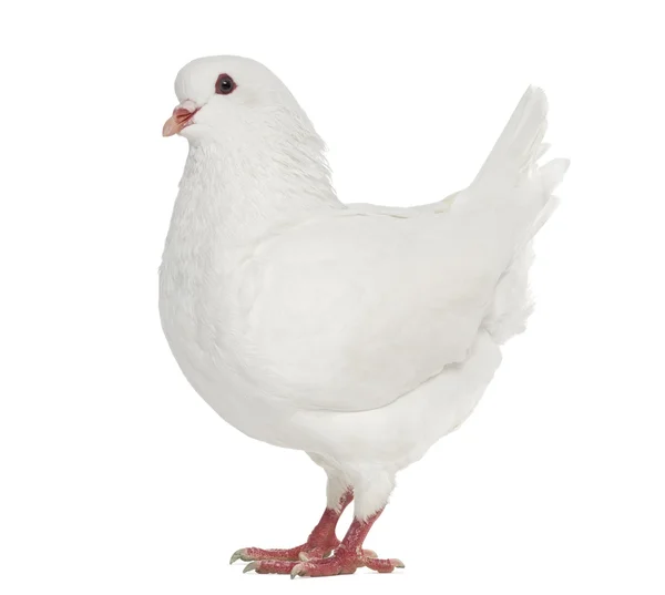 Bianco Re piccione isolato su bianco — Foto Stock