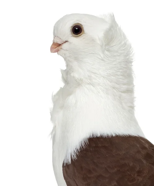 Pombo alemão velho da coruja isolado no branco — Fotografia de Stock