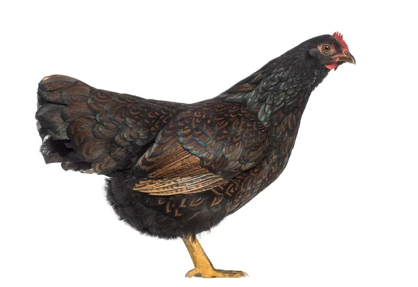 Barnevelder galinha de duplo laço isolado em branco — Fotografia de Stock