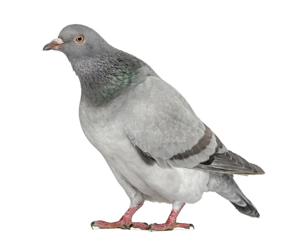 Texan Pioneer Pigeon isolated on white — Stock Photo, Image