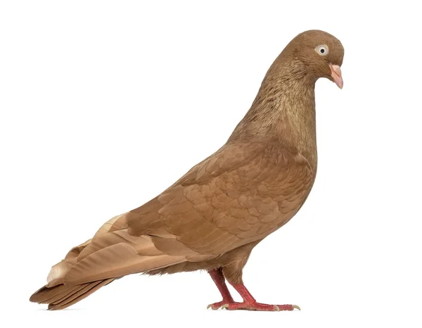 Tumbler belgium pigeon isolé sur blanc — Photo