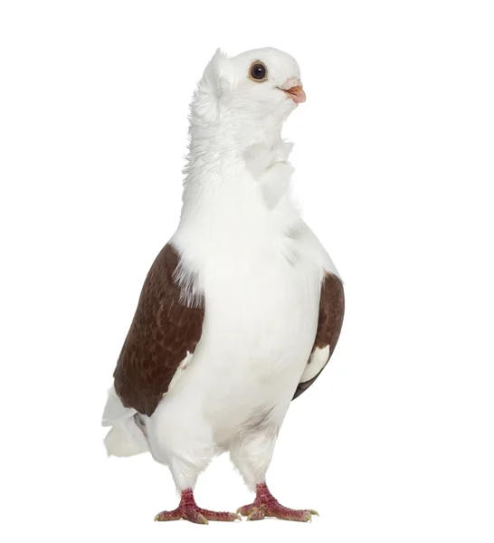 Vieux Pigeon hibou allemand isolé sur blanc — Photo