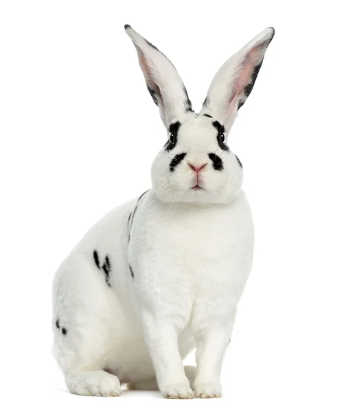 Rex Dalmatian Rabbit isolated on white — Stock Photo, Image