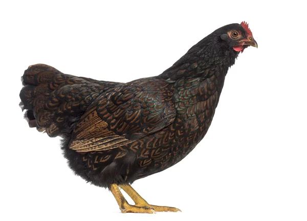 Barnevelder poule à double lacet isolé sur blanc — Photo