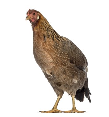 İngilizce Livorno tavuk üzerinde beyaz izole