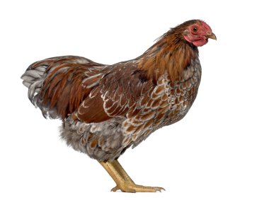 Altın Wyandotte beyaz izole