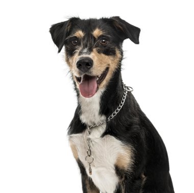 Çapraz-doğurmak köpek üzerinde beyaz izole