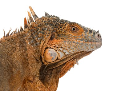 Beyaz izole Iguana