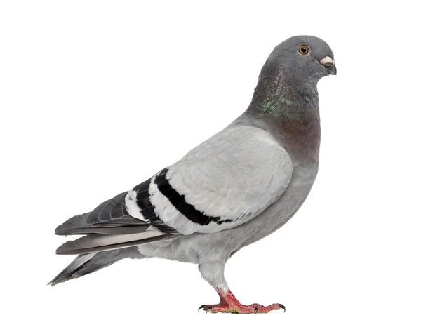 Pigeon domestique isolé sur blanc — Photo