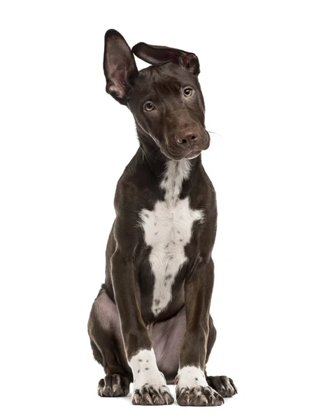 Mieszaniec pies szczenię na białym tle — Zdjęcie stockowe