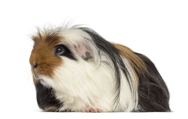 Cavia geïsoleerd op wit — Stockfoto