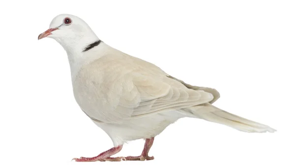 นกพิราบคอแอฟริกันแยกบนสีขาว — ภาพถ่ายสต็อก