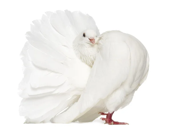 Paloma pavo real aislada en blanco — Foto de Stock