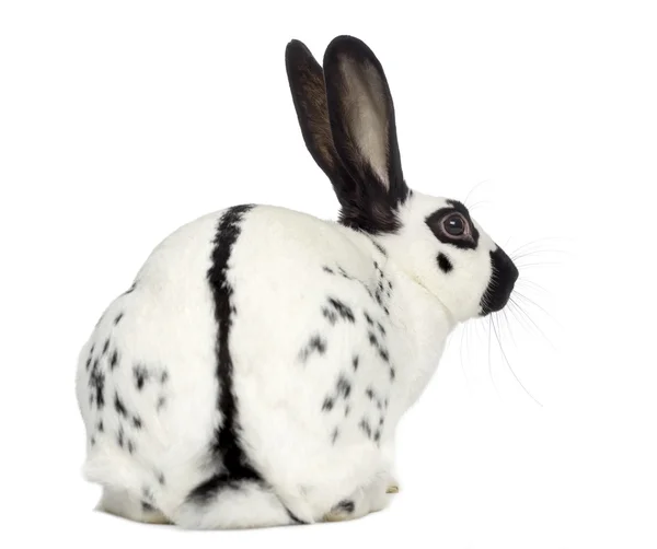 Englischer Fleck Kaninchen isoliert auf weiß — Stockfoto