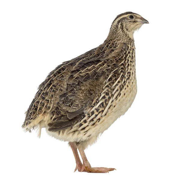 Japanese Wild Quail isolated on white — Stock Photo, Image