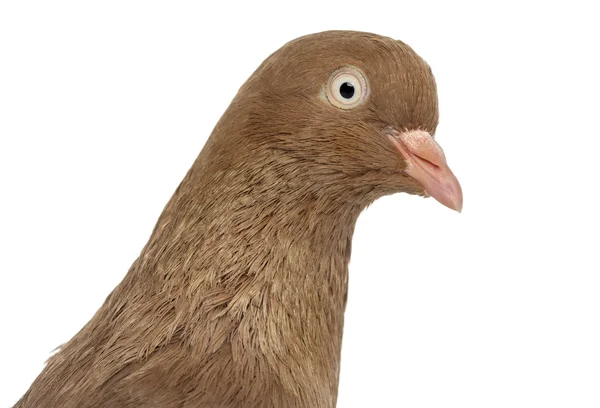 Becher belgische Taube isoliert auf weiß — Stockfoto
