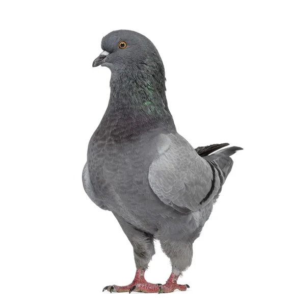 Black King Pigeon isolated on white Stock Photo by ©lifeonwhite 124042832
