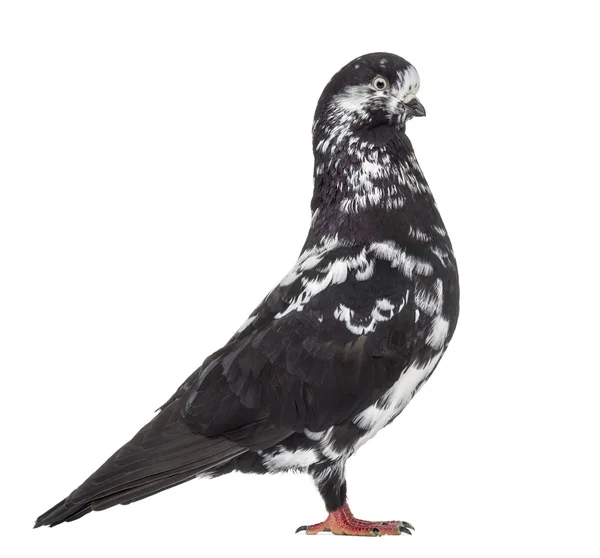 Black Show Tippler Pigeon terisolasi pada warna putih — Stok Foto