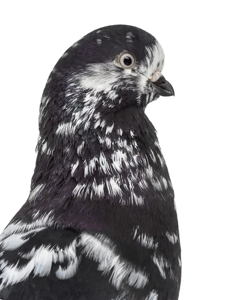 Black Show Tippler Pigeon terisolasi pada warna putih — Stok Foto