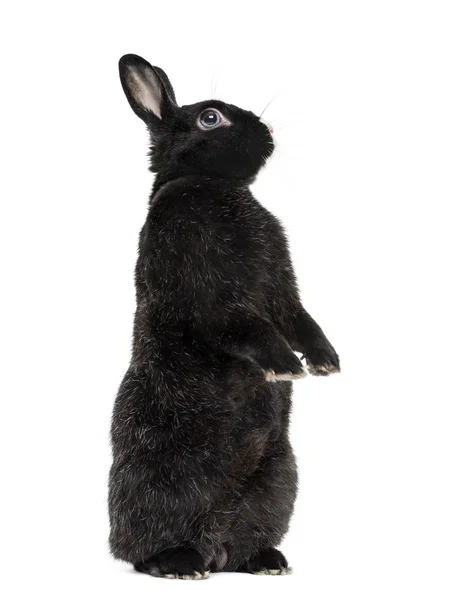 Svart kanin isolerad på vit — Stockfoto