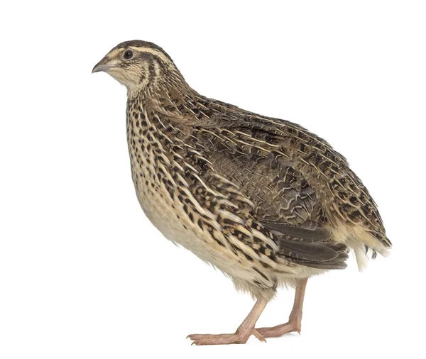 Japanese Wild Quail isolated on white — Stock Photo, Image