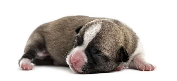 Chihuahua cucciolo isolato su bianco — Foto Stock