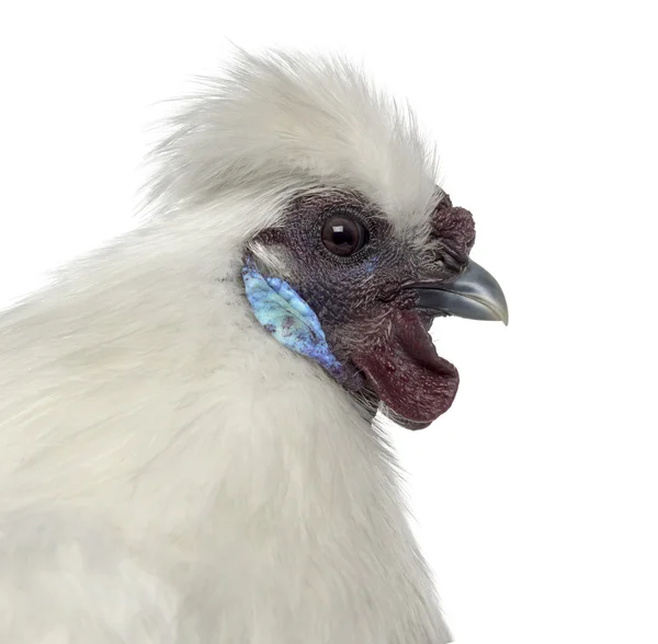 Bianco Silkie Gallina isolato su bianco — Foto Stock