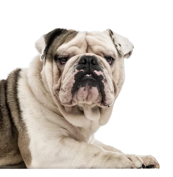 Bulldog inglés aislado en blanco — Foto de Stock