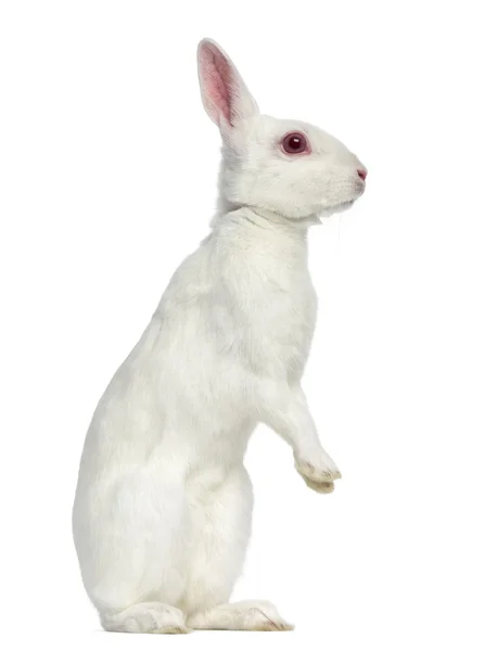 白色的白兔子上白色孤立 — 图库照片