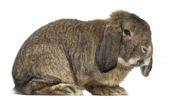 Alman tavşan üzerinde beyaz izole Ram — Stok fotoğraf