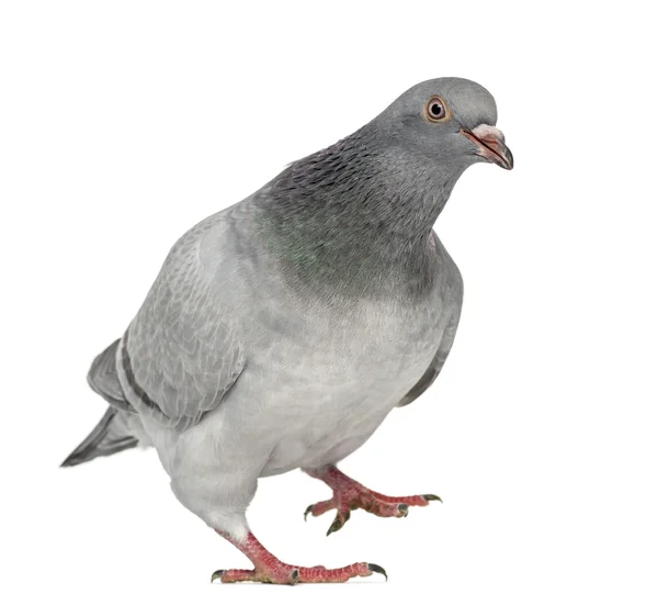 Texan Pioneer Pigeon isolated on white — Stock Photo, Image