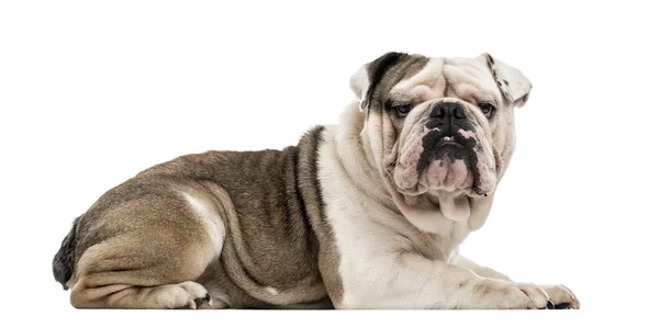 İngilizce bulldog üzerinde beyaz izole — Stok fotoğraf