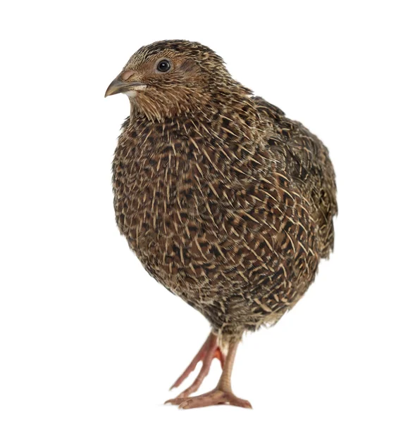 Japanese quail isolated on white — Stock Photo, Image