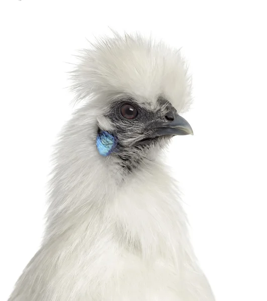 Branco Silkie Hen isolado em branco — Fotografia de Stock