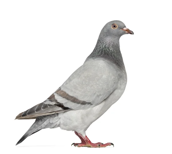 Texan Pioneer Pigeon isolated on white — Stock Photo, Image