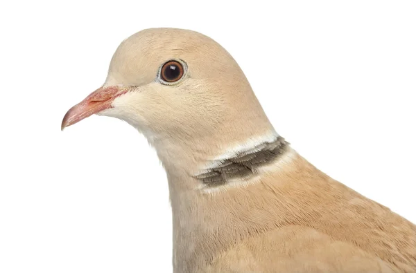 Afrikanska Collared dove isolerad på vit — Stockfoto