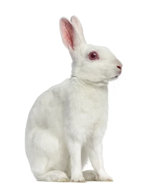 Vit albino hare isolerad på vit — Stockfoto