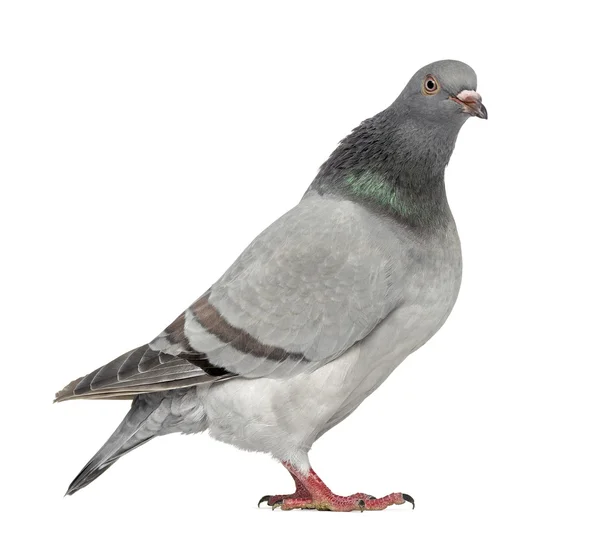 Техасский пионер голубь изолирован на белом — стоковое фото