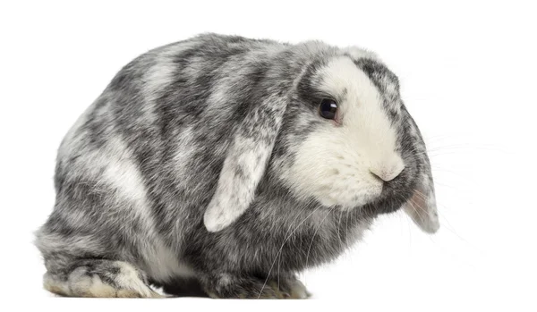 Ram Rhon królik na białym tle — Zdjęcie stockowe