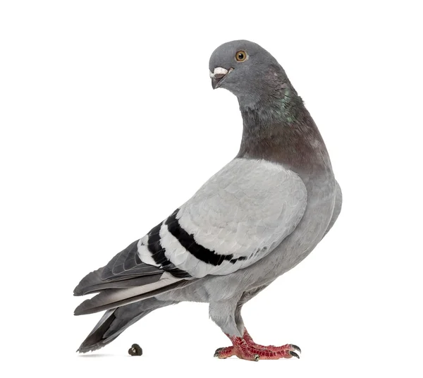 Pigeon voyageur faisant caca devant un fond blanc — Photo