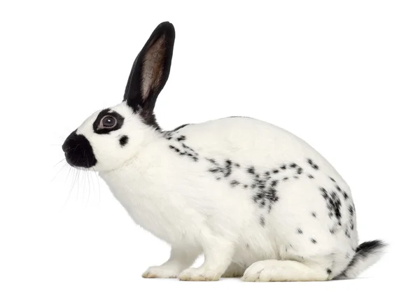 Inglese Spot Rabbit isolato su bianco — Foto Stock