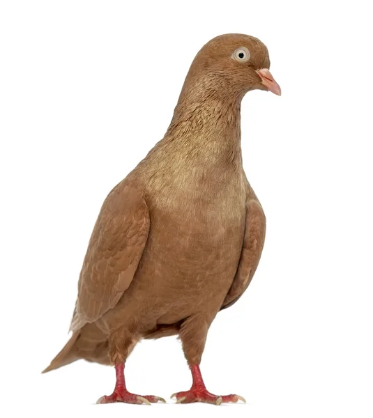 Páčkové Belgie holub izolované na bílém — Stock fotografie