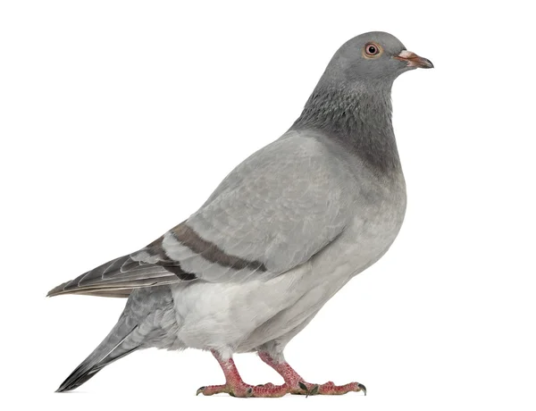 Pigeon pionnier texan isolé sur blanc — Photo