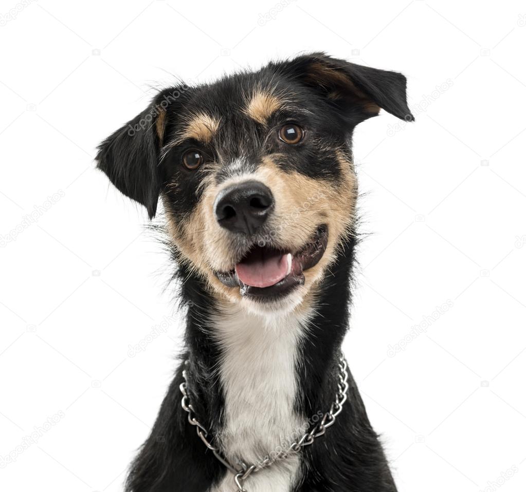 Cross-breed dog isolated on white